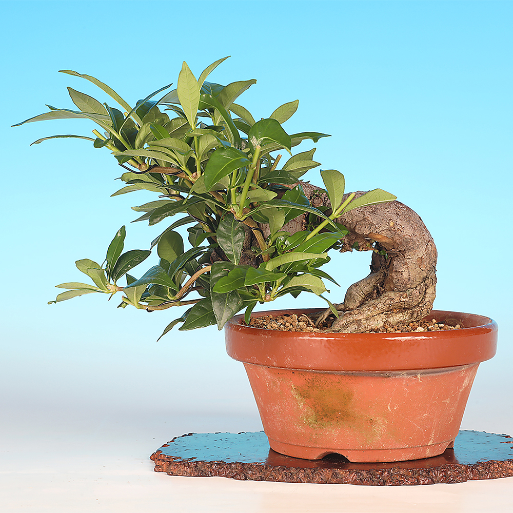 くちなし | 盆栽、盆栽書籍、盆栽鉢の通販│近代出版