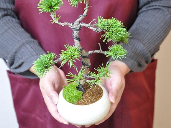 三河盆栽 持ち込み古い極古五葉松 貴重 東海地方の超名門出身の盆栽