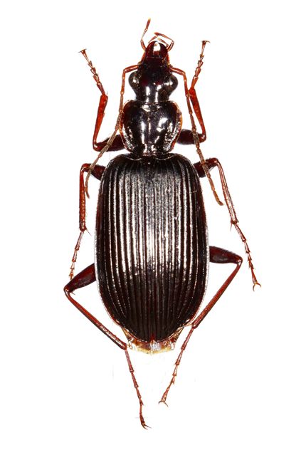 里山のゴミムシ オオヒラタゴミムシ