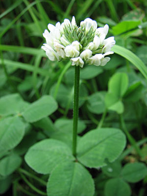 シロサキツメクサ