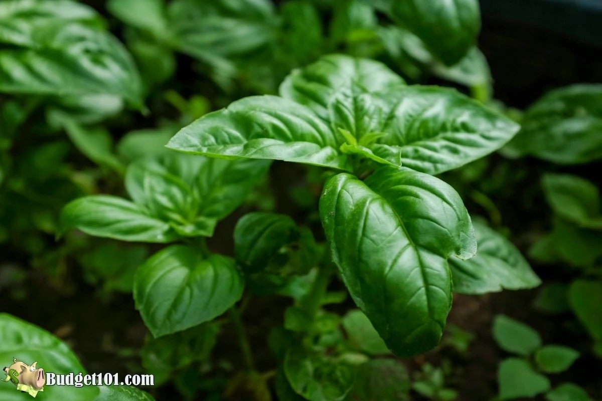 How to Grow Endless Basil from 1 Plant | Propagate Basil 3 ways