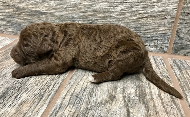 Deja X Deeks SHEPADOODLE puppy leave home 2/18/21 - Double R Doodles