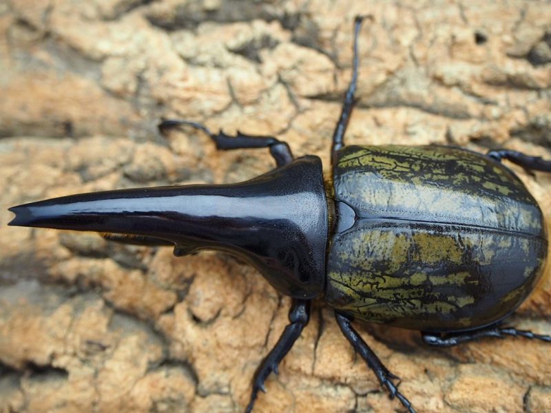 激レア！DHヘラクレス パチセラスインブリペア | Dorcus-Saga