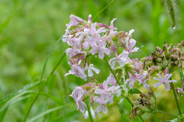 CENTENARY DENTAL CREAM