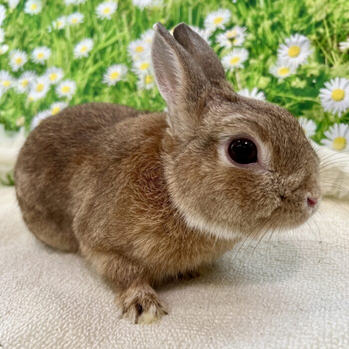 さいたま 東大宮のうさぎ専門店 DAN'S HOUSE｜健康で可愛いうさぎを