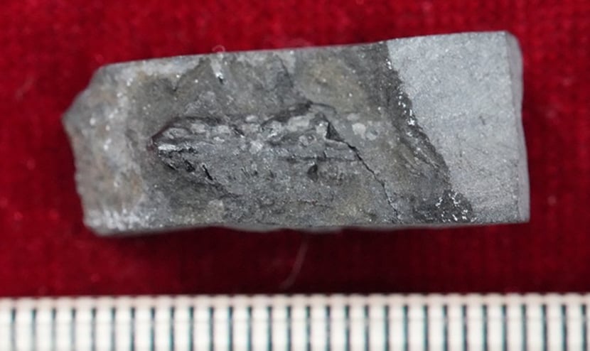 大野市の国内最古級（前期白亜紀）の新たなトカゲ類化石について｜恐竜