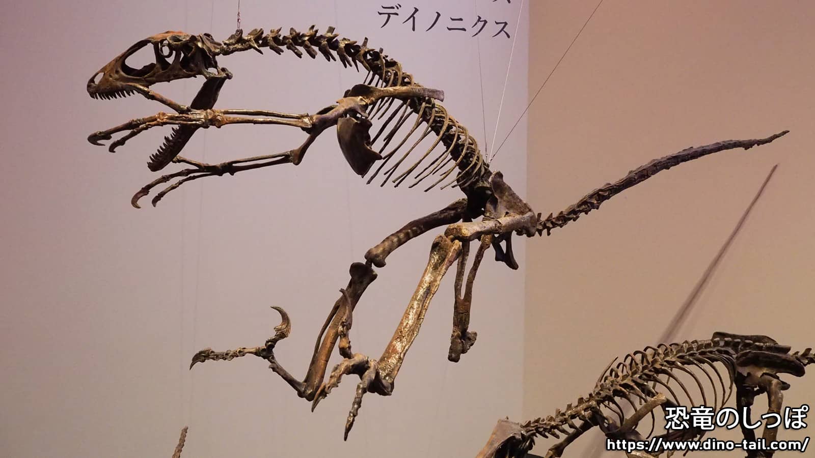 超希少・博物館級！デイノニクスの鉤爪と歯の化石 値段交渉可能 超希少