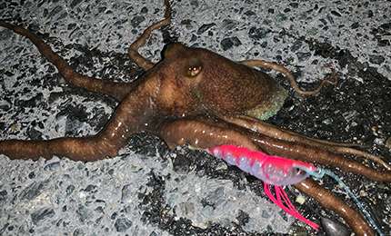 タコやん™ - 釣具の総合メーカー デュエル