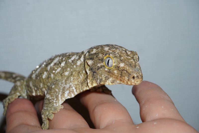 ジャイアントゲッコー 販売 エキゾチックサプライ 大阪