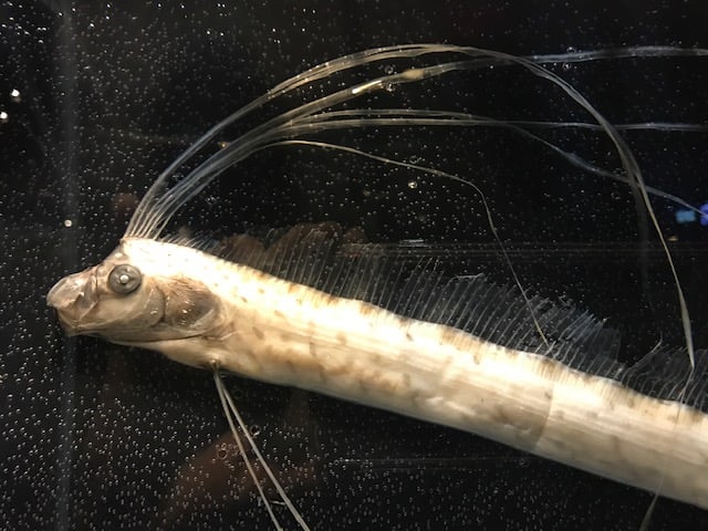 3月7日放送分〜深海から江の島にやってきた「リュウグウノツカイ