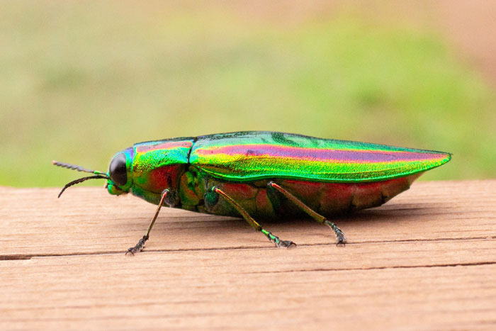 昆虫シリーズ65 タマムシ、シデムシ、ハサミムシ | あきた森づくり活動