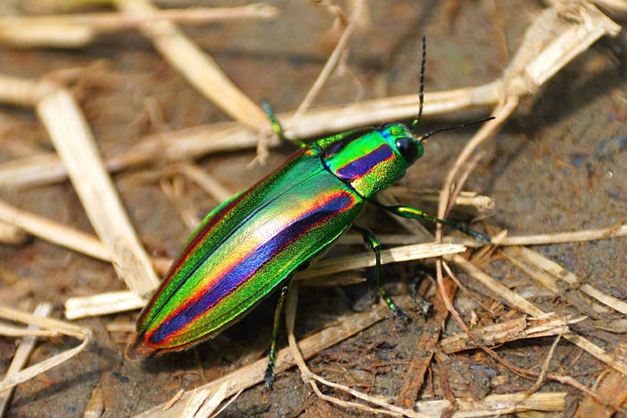 昆虫シリーズ65 タマムシ、シデムシ、ハサミムシ | あきた森づくり活動