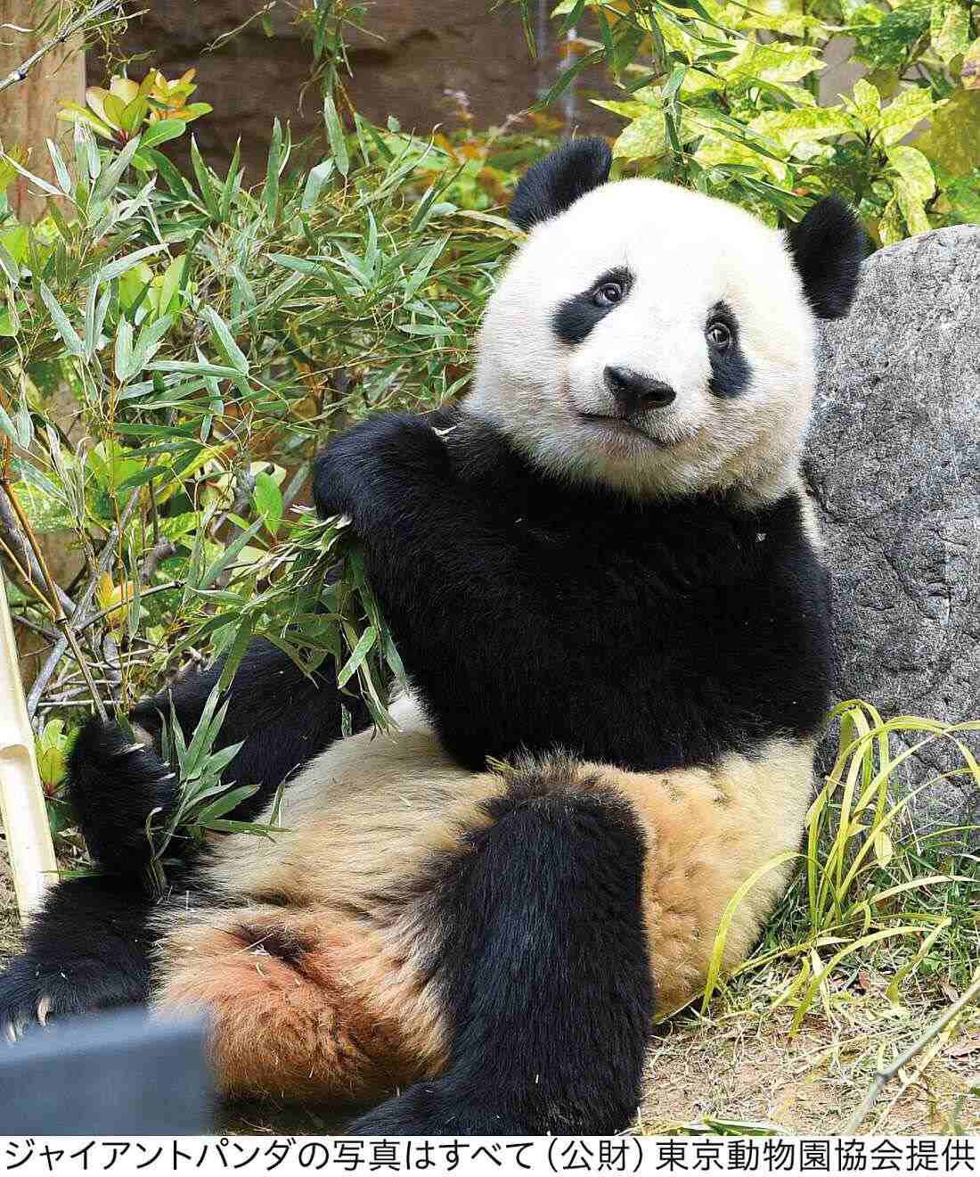 YOU+MORE! パンダ3きょうだい シャンシャン・シャオシャオ・レイレイ