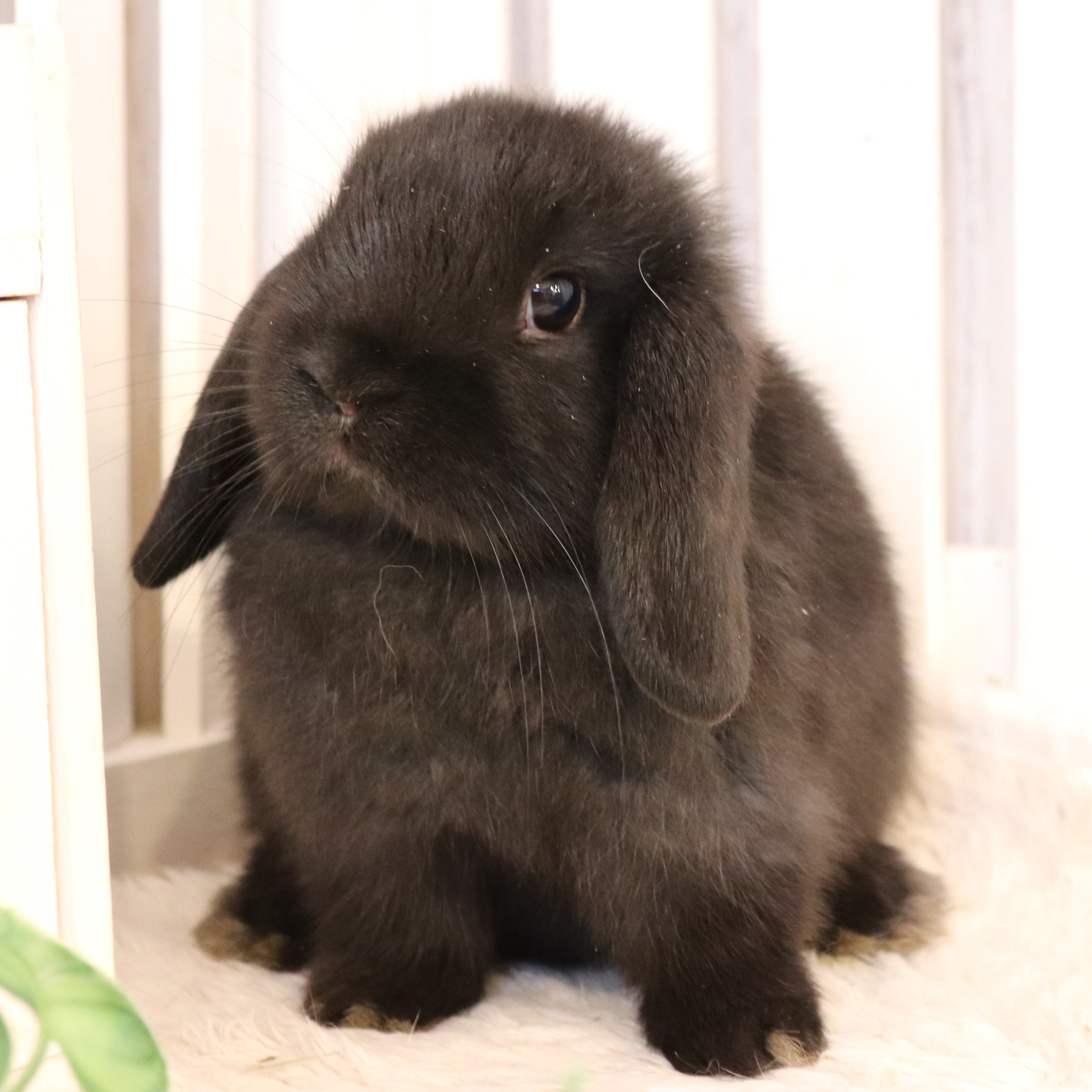 ホーランドロップ ブラック（D38） - さいたま市北浦和のうさぎ