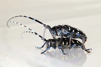 国立研究開発法人 森林研究・整備機構 森林総合研究所／酷似の外来種