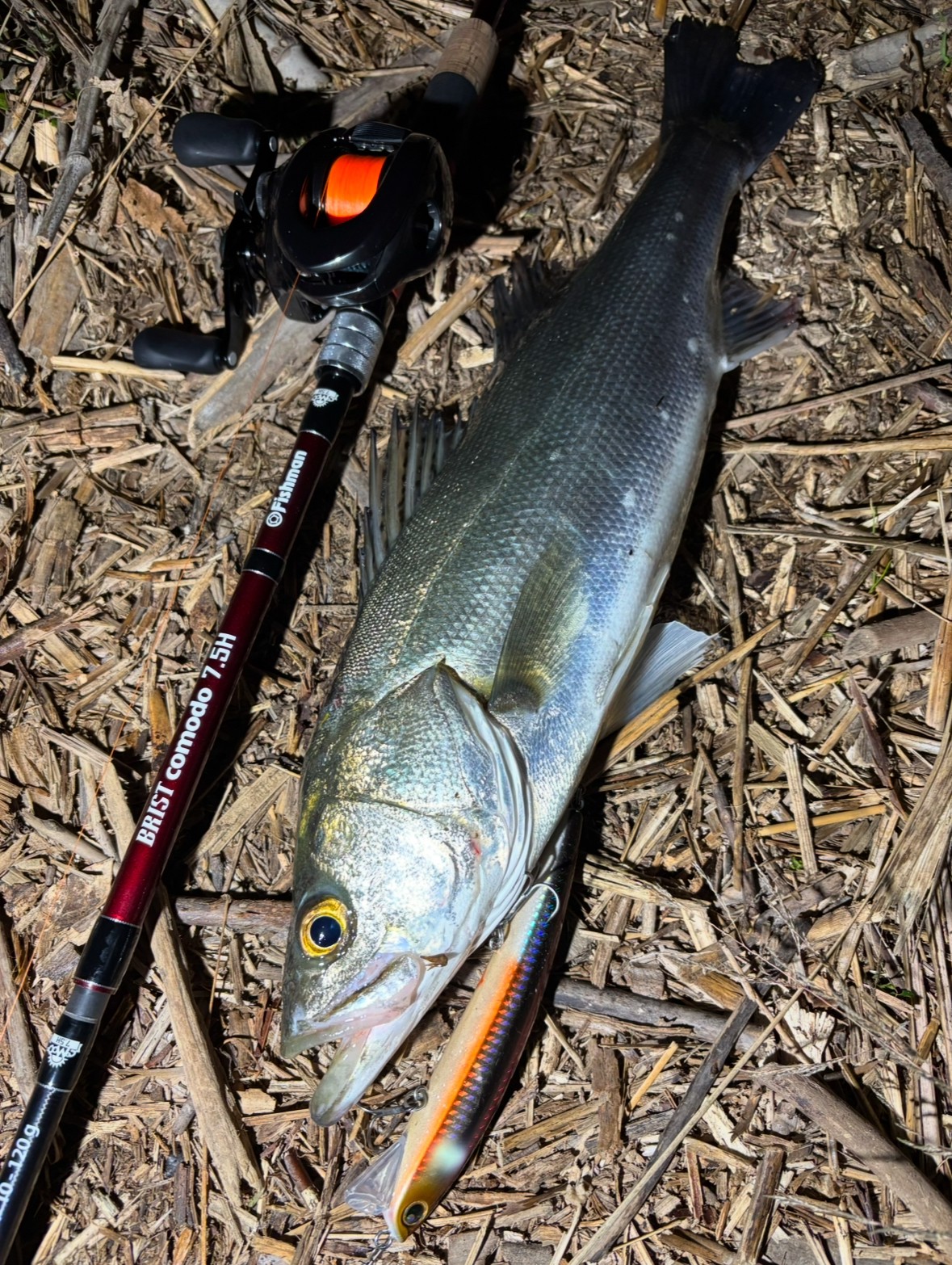 寒波襲来中の貴重な1本 - Fishman（フィッシュマン）