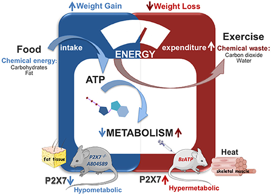Frontiers | P2X7 Receptor in the Management of Energy Homeostasis