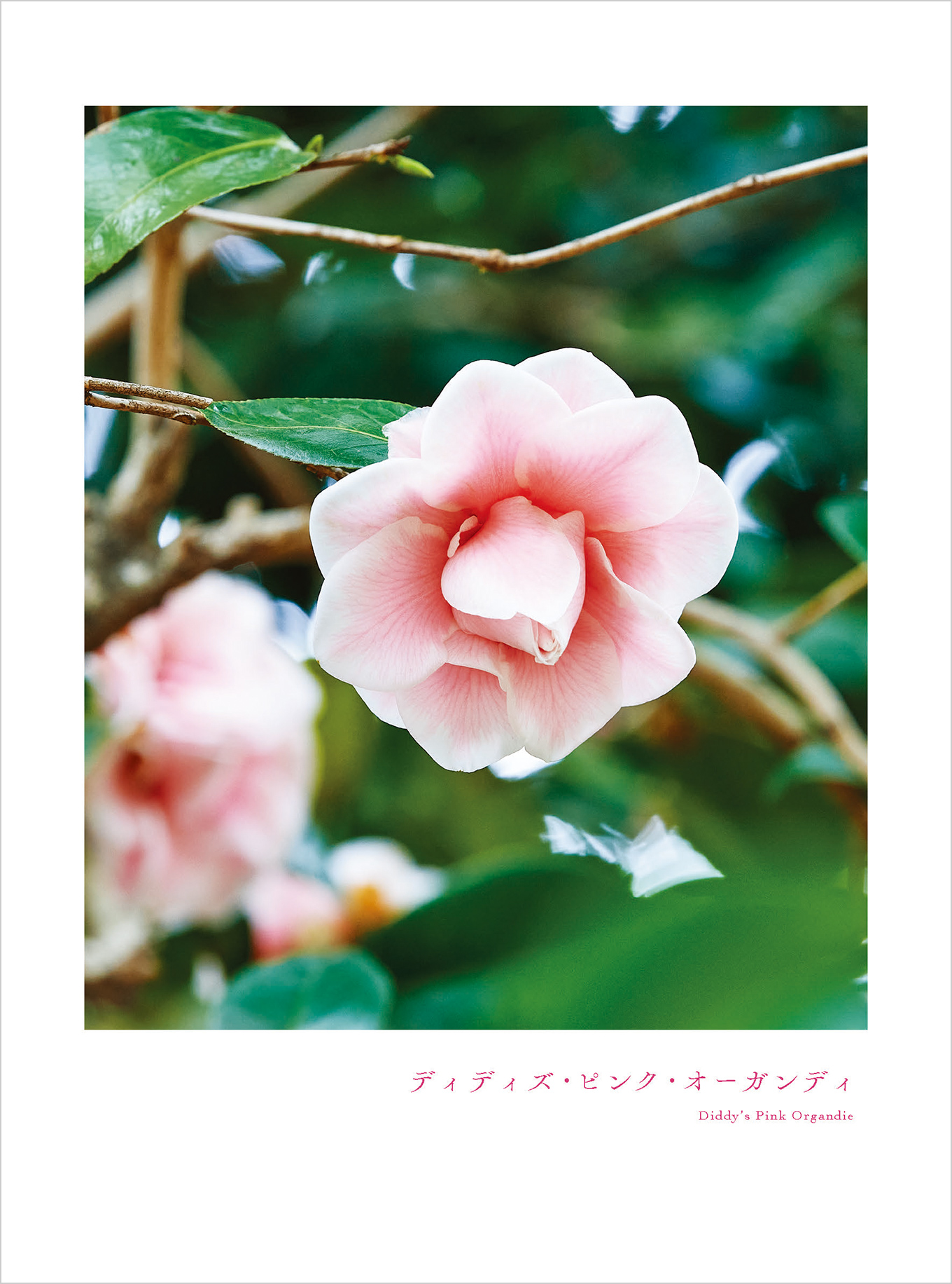 2026年『椿』カレンダー紹介｜富士精版印刷株式会社｜大阪・東京・兵庫