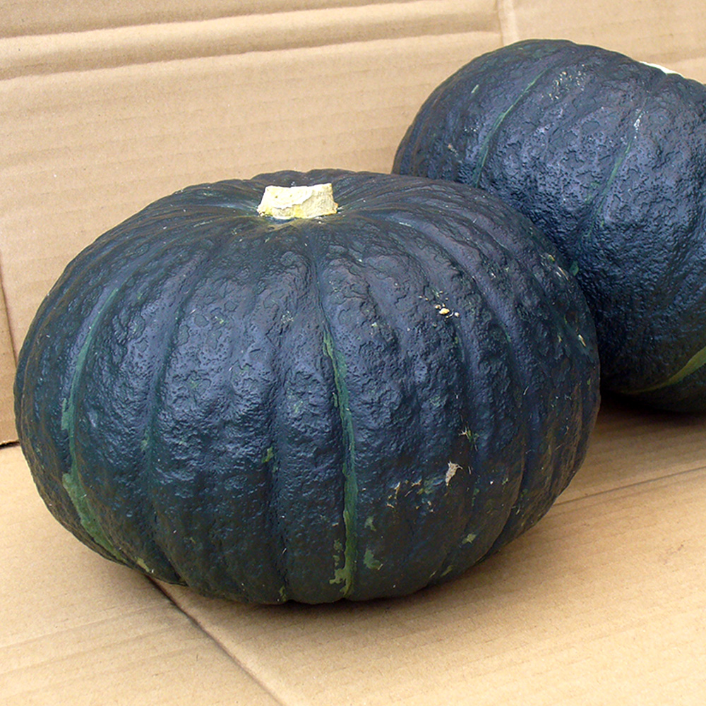 国華園オンラインショップ / 種 野菜たね カボチャ F1極王かぼちゃ