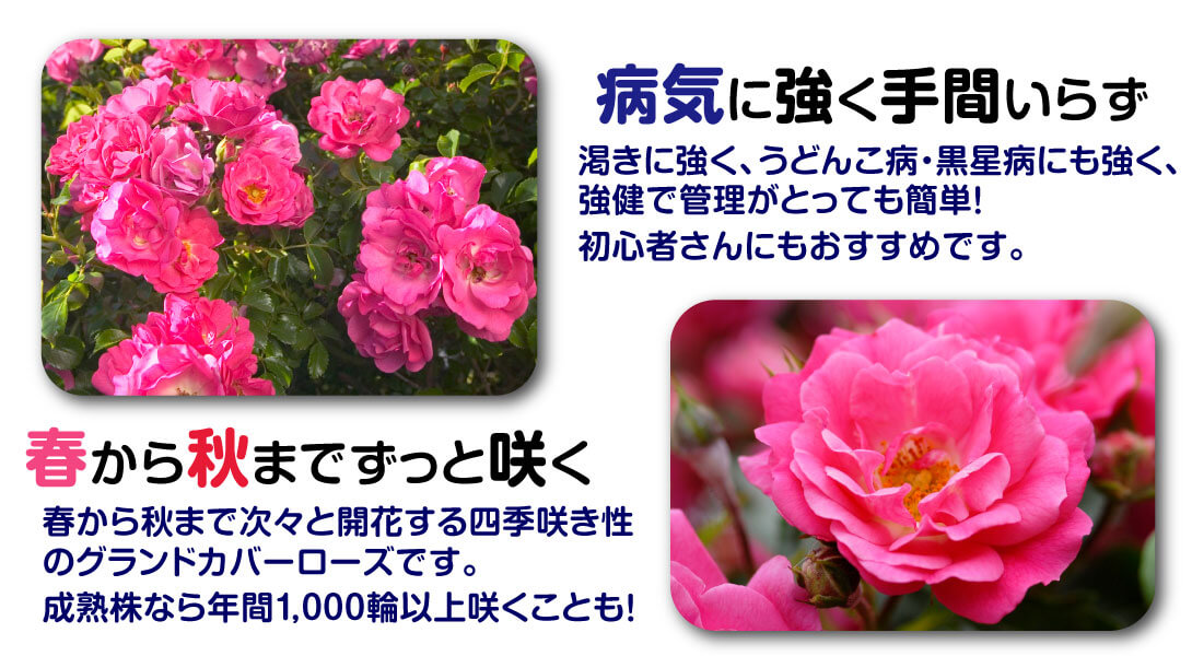 国華園オンラインショップ / バラ苗 フラワーカーペットRローズ ピンク 1株