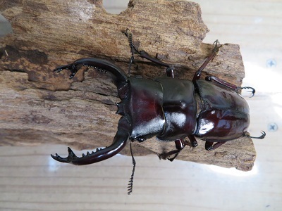 新成虫☆フォルスターフタマタクワガタ（原名亜種）♂77♀46ミリペア