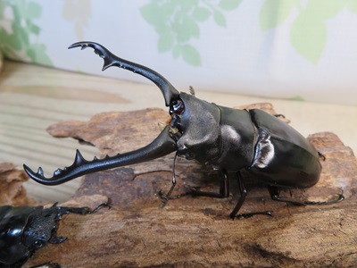 ☆稀少新成虫☆ギラファノコギリクワガタ（亜種ニルギリエンシス）♂88