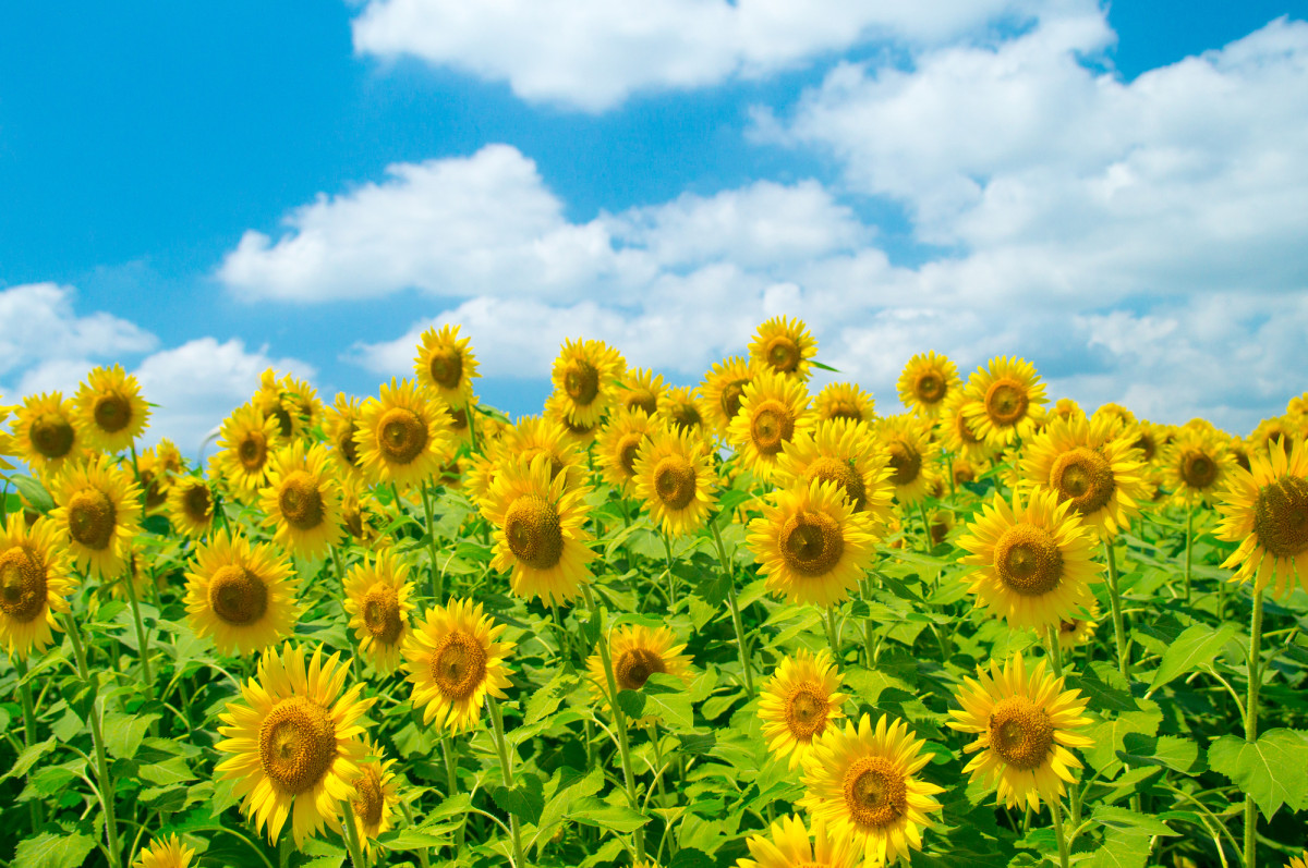 黄色の絨毯！ひまわりの名所 - テーマ ｜【公式】神奈川県のお出かけ