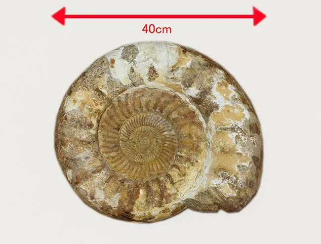 本物の巨大アンモナイトにタッチ| イベント向け恐竜レンタル・化石レンタル