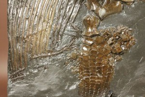 レンタル品が増えました！イクチオサウルス登場！ | 恐竜レンタル最新情報