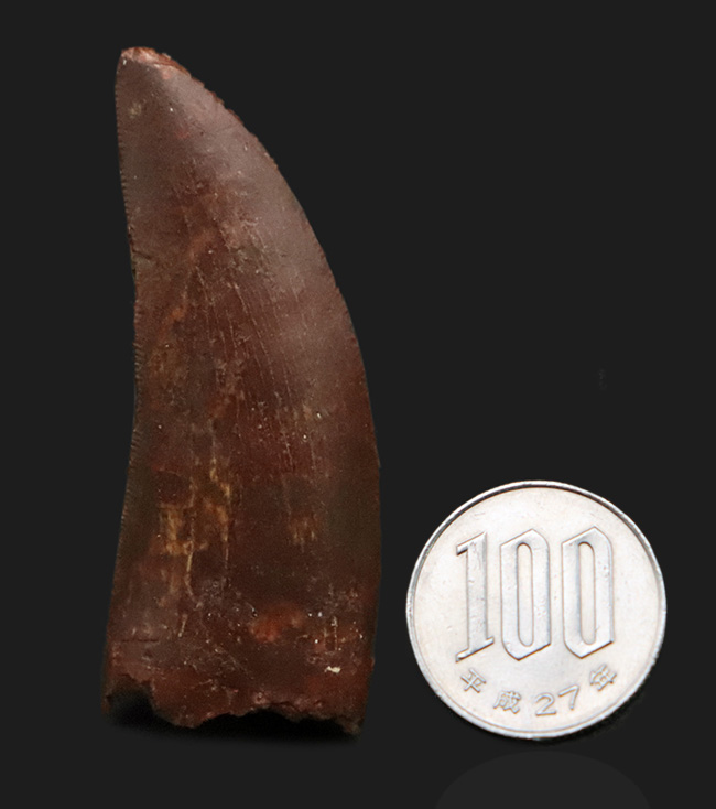 自然が創り出した造形美！サイズ、状態、フォルムが揃った