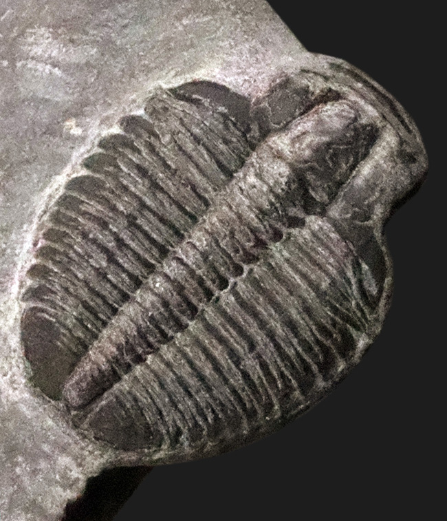 最古級かつ最も有名な三葉虫｜米国ユタ州産 エルラシア・キンギ