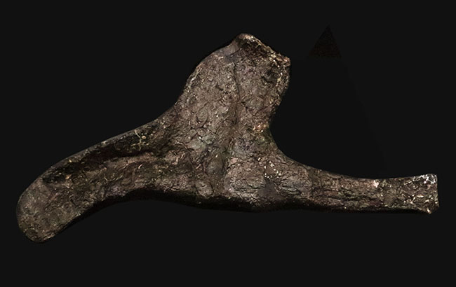 ベリーレア！ モリソン層産ステゴサウルス（Stegosaurus）の頸肋骨化石