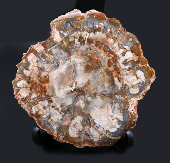 ホワイトやグレイッシュブルーを呈する、およそ2億5千万年前の樹木の