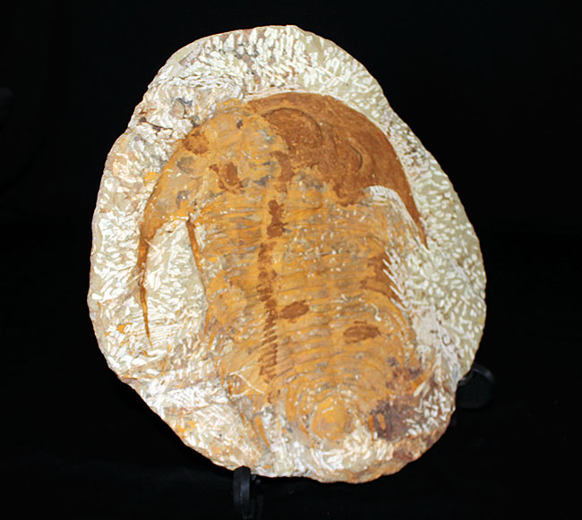 本体最長部27.5センチ！古生代カンブリア紀に繁栄した巨大な三葉虫