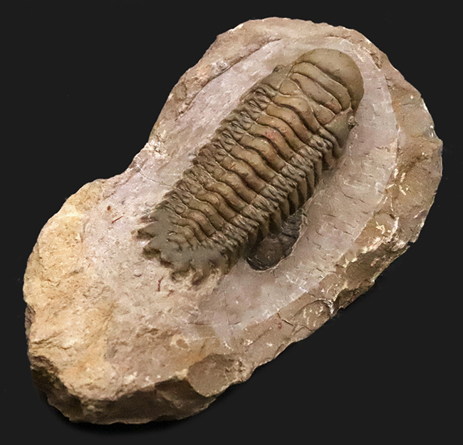 特大！＆細部までクリーニングが行き届いた極上品！モロッコ産三葉虫