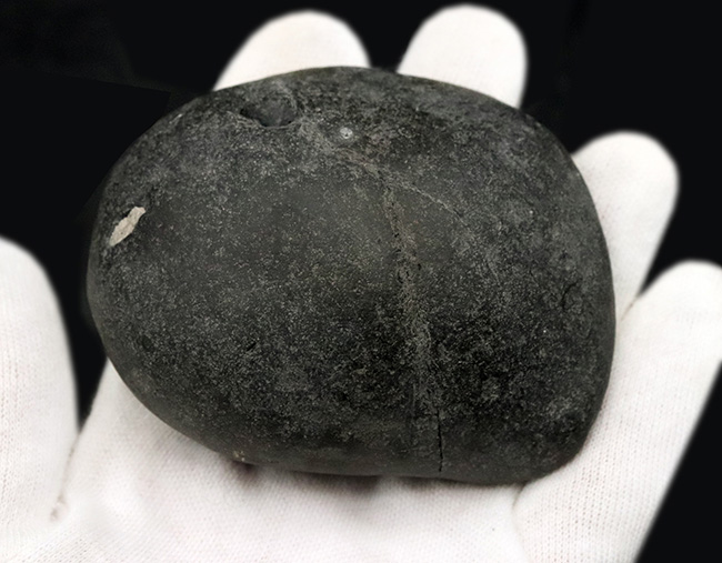 肋（ろく）の保存状態にご注目！オールドコレクション！ネパール