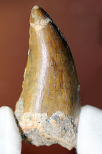 カルカロドントサウルス（Carcharodontosaurus）の歯化石らしくない