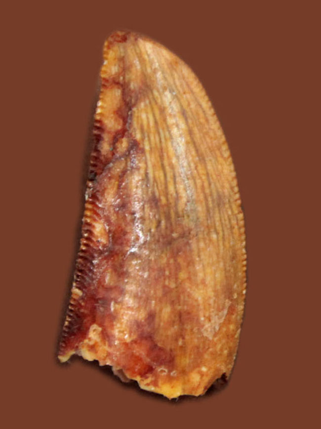 謎多き肉食恐竜、アベリサウルス科の歯化石（専用ケース付き