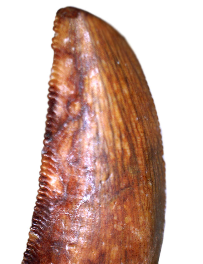 謎多き肉食恐竜、アベリサウルス科の歯化石（専用ケース付き