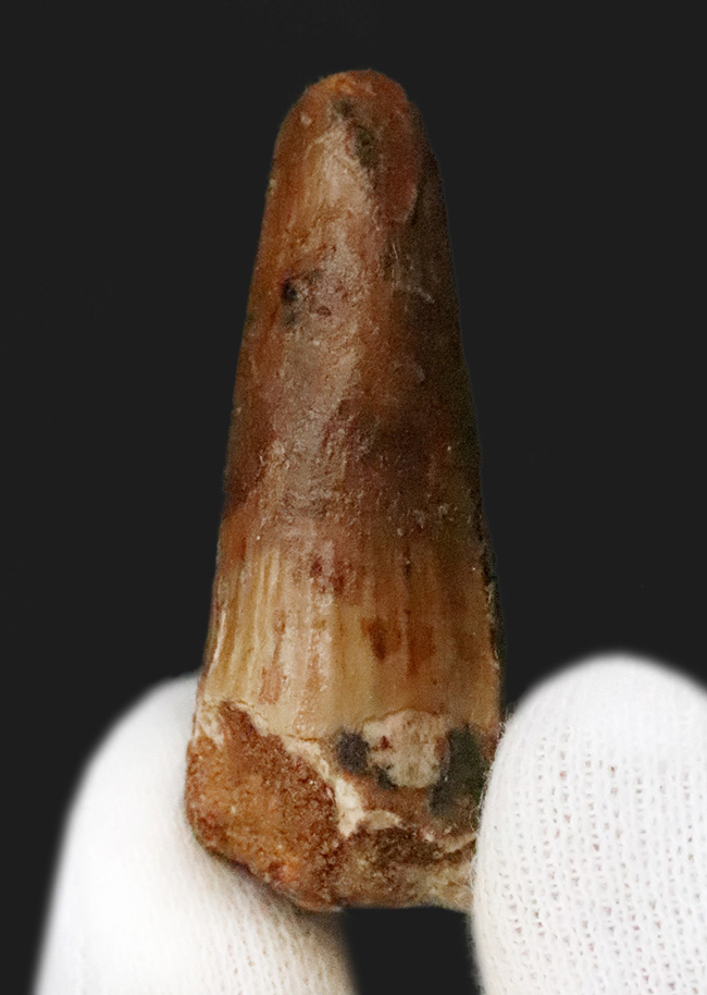 映画『ジュラシック・パーク』第3作で一躍有名になった恐竜