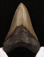 メガロドン、化石の通販・販売｜厳選した本物のメガロドン標本 | 化石