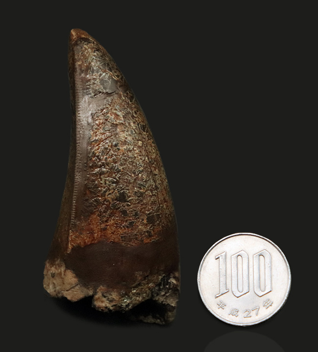 オールドコレクション。ロングカーブ計測8センチ、紛れもない成体歯