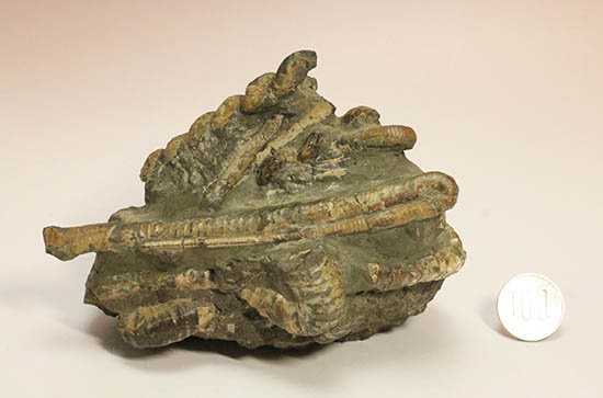 二本木認定コレクション、書籍14頁掲載標本、ハイファントセラスを