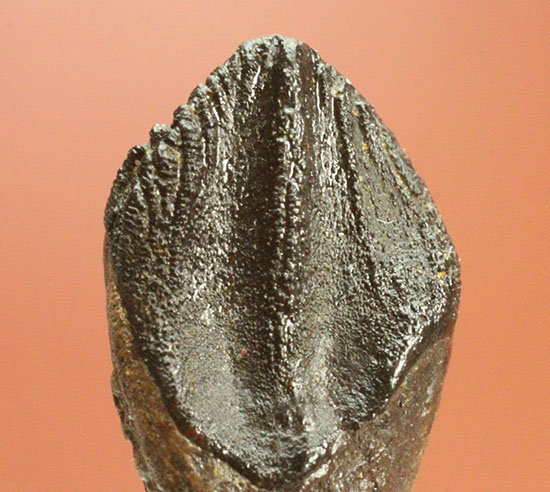 ナイスフォルム！歯冠のトップが見事に保存された、トリケラトプスの歯