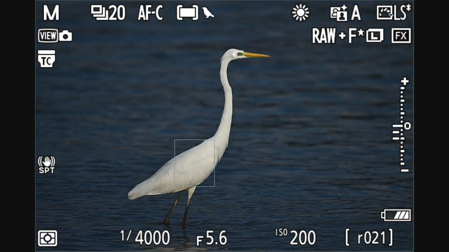 Ph19_EVF_Egret.jpg