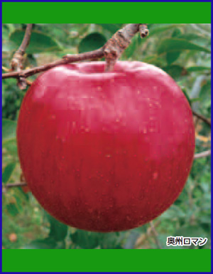 りんご | 菊地園芸 苗木 果樹苗木 専門店