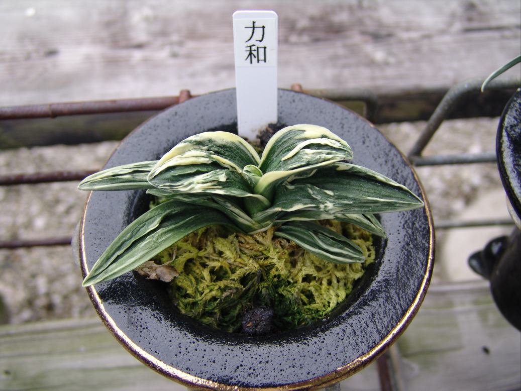 羅紗おもとの魅力～力和 – おもとの豊明園（ほうめいえん）