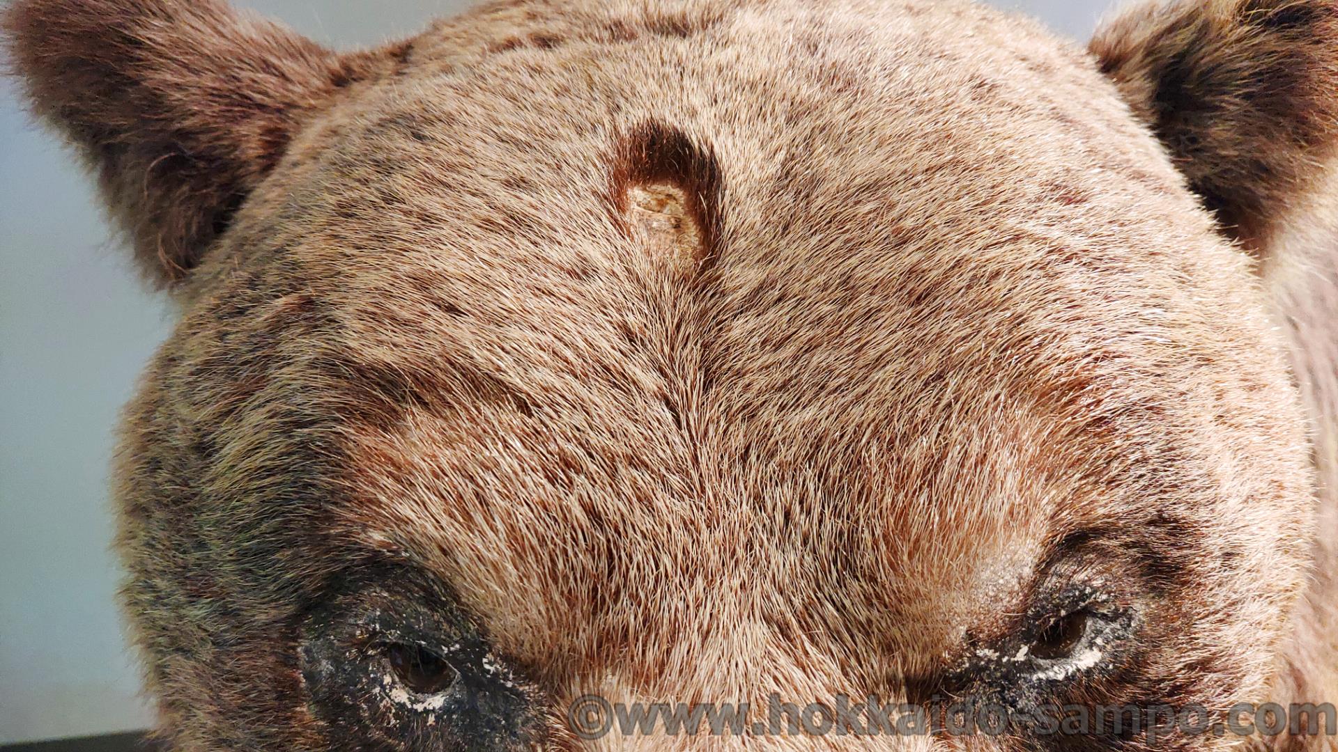 これはもしかすると腕の良いハンターにしかできないというあれなのか