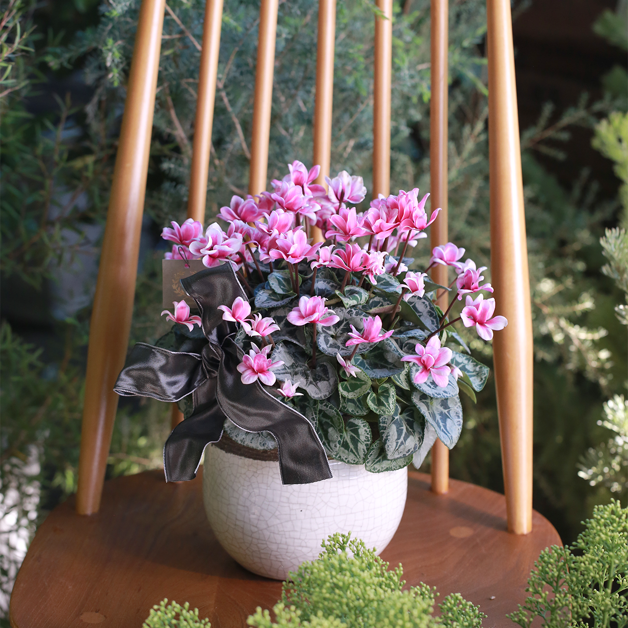 1点もの】シクラメン フェアリーピコ［北欧鉢付］（東京発送