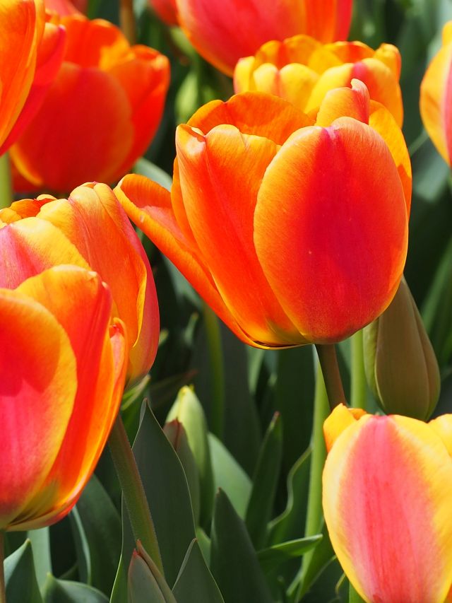 チューリップ オックスフォードエリート – チューリップ・宿根草事典